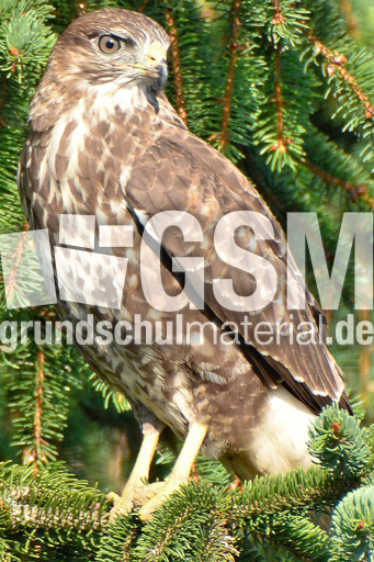 Mäusebussard (5).jpg